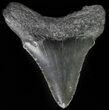 Juvenile Megalodon Tooth - Serrated Blade #62128-1